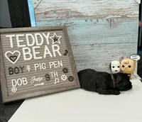 Pig Pen , a male Bichon Frise and Shih Tzu for sale in New York Mills, MN – 2 of 5