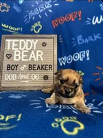 Beaker, a male Bichon Frise and Shih Tzu for sale in New York Mills, MN – Photo 3 of 10