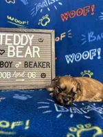 Beaker, a male Bichon Frise and Shih Tzu for sale in New York Mills, MN – Photo 4 of 10