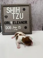 Eleanor, a female Shih Tzu for sale in New York Mills, MN – Photo 2 of 5