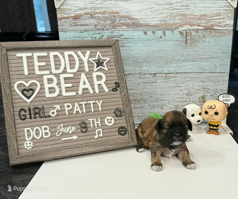 Patty – Bichon Frise, Shih Tzu puppy for sale in New York Mills, MN