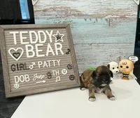 Patty, a female Bichon Frise and Shih Tzu for sale in New York Mills, MN – 1 of 5