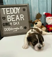 Dax, a female Bichon Frise and Shih Tzu for sale in New York Mills, MN – Photo 7 of 9