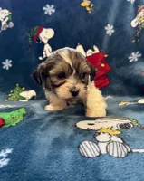 Dax, a female Bichon Frise and Shih Tzu for sale in New York Mills, MN – Photo 5 of 9