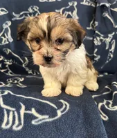 Dax, a female Bichon Frise and Shih Tzu for sale in New York Mills, MN – Photo 3 of 9