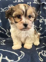 Dax, a female Bichon Frise and Shih Tzu for sale in New York Mills, MN – Photo 2 of 9