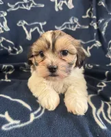 Dax, a female Bichon Frise and Shih Tzu for sale in New York Mills, MN – Photo 1 of 9