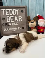 Dax, a female Bichon Frise and Shih Tzu for sale in New York Mills, MN – Photo 6 of 9