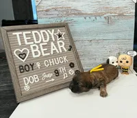 Chuck , a male Bichon Frise and Shih Tzu for sale in New York Mills, MN – 3 of 6
