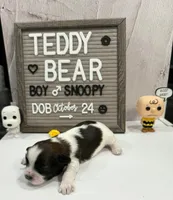 Snoopy, a male Bichon Frise and Shih Tzu for sale in New York Mills, MN – Photo 2 of 4