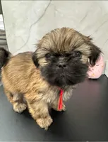 Kelly, a female Shih Tzu for sale in New York Mills, MN – Photo 1 of 9