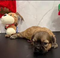 Kelly, a female Shih Tzu for sale in New York Mills, MN – Photo 3 of 9