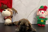 Kelly, a female Shih Tzu for sale in New York Mills, MN – Photo 5 of 9