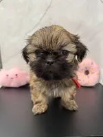 Kelly, a female Shih Tzu for sale in New York Mills, MN – Photo 2 of 9