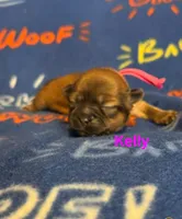 Kelly, a female Shih Tzu for sale in New York Mills, MN – Photo 6 of 9