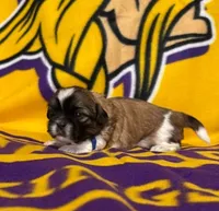 Blue (female), a female Shih Tzu for sale in New York Mills, MN – 2 of 7