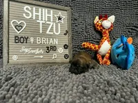 Brian, a male Shih Tzu for sale in New York Mills, MN – 2 of 4