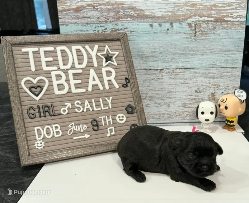 Sally – Bichon Frise, Shih Tzu puppy for sale in New York Mills, MN