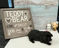 Sally, a female Bichon Frise and Shih Tzu for sale in New York Mills, MN – 1 of 5