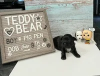 Pig Pen , a male Bichon Frise and Shih Tzu for sale in New York Mills, MN – 3 of 5