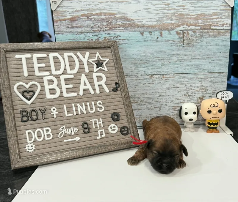 Linus – Bichon Frise, Shih Tzu puppy for sale in New York Mills, MN