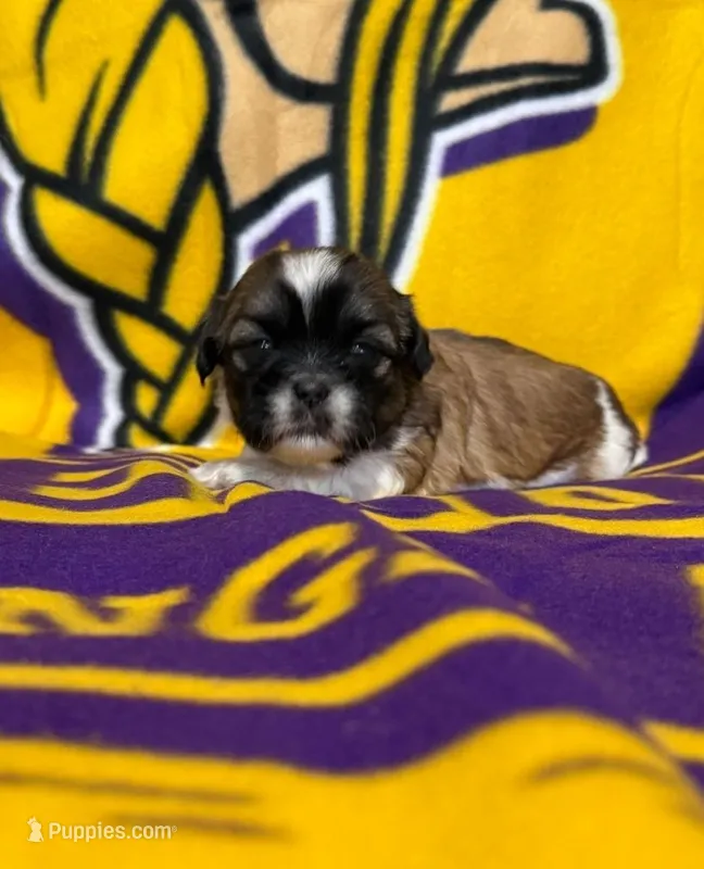 Blue (female) – Shih Tzu puppy on hold in New York Mills, MN