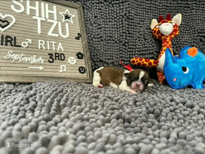 Rita – Shih Tzu puppy for sale in New York Mills, MN