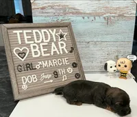 Marcie , a female Bichon Frise and Shih Tzu for sale in New York Mills, MN – 3 of 5