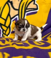 Rita, a female Shih Tzu for sale in New York Mills, MN – 2 of 7