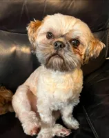 Pig Pen , a male Bichon Frise and Shih Tzu for sale in New York Mills, MN – 4 of 5