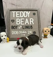 Linus, a male Bichon Frise and Shih Tzu for sale in New York Mills, MN – Photo 3 of 6