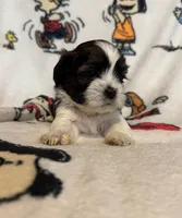 Linus, a male Bichon Frise and Shih Tzu for sale in New York Mills, MN – Photo 2 of 6