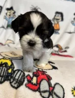 Linus, a male Bichon Frise and Shih Tzu for sale in New York Mills, MN – Photo 1 of 6