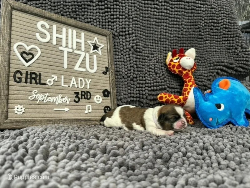 Lady – Shih Tzu puppy for sale in New York Mills, MN