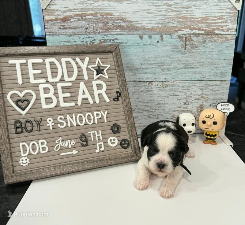 Snoopy  – Bichon Frise, Shih Tzu puppy for sale in New York Mills, MN
