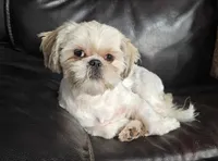 Daphne, a female Shih Tzu for sale in New York Mills, MN – Photo 4 of 4