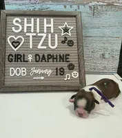 Daphne, a female Shih Tzu for sale in New York Mills, MN – Photo 2 of 4