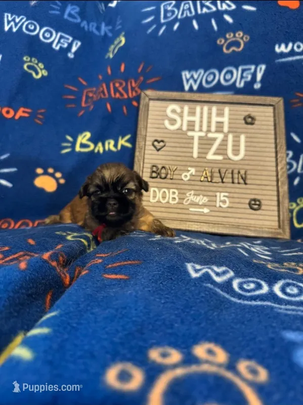 Alvin, a male Shih Tzu for sale in New York Mills, MN – Photo 1 of 7