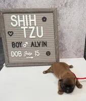 Alvin, a male Shih Tzu for sale in New York Mills, MN – Photo 4 of 7