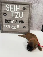 Alvin, a male Shih Tzu for sale in New York Mills, MN – Photo 6 of 7