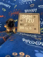 Alvin, a male Shih Tzu for sale in New York Mills, MN – Photo 2 of 7