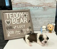 Lucy, a female Bichon Frise and Shih Tzu for sale in New York Mills, MN – 2 of 5
