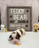 Charlie, a male Bichon Frise and Shih Tzu for sale in New York Mills, MN – Photo 2 of 4