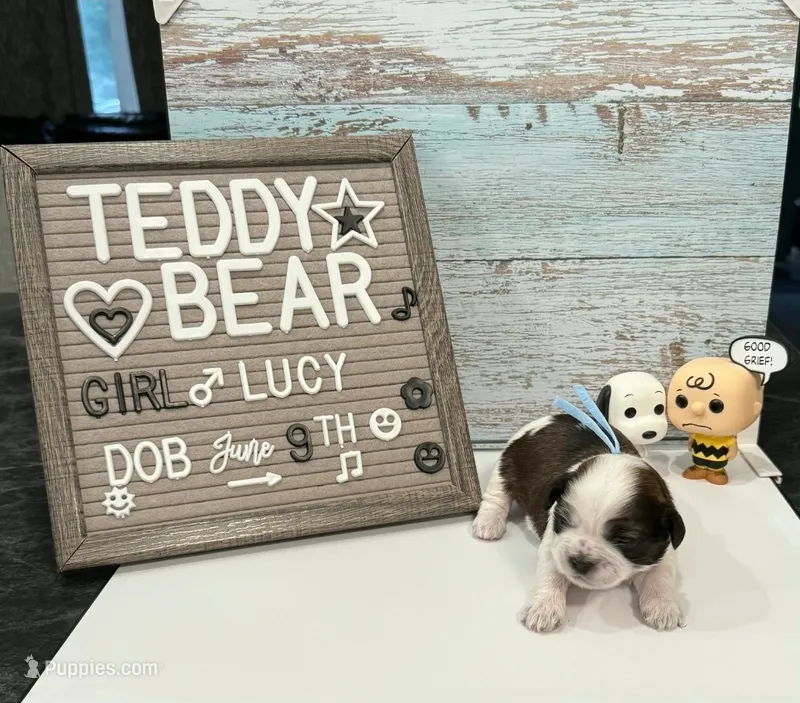 Lucy – Bichon Frise, Shih Tzu puppy for sale in New York Mills, MN