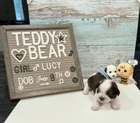 Lucy, a female Bichon Frise and Shih Tzu for sale in New York Mills, MN – 1 of 5