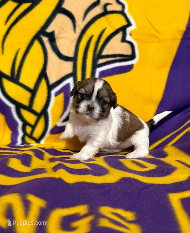 Rita – Shih Tzu puppy on hold in New York Mills, MN