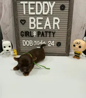 Patty, a female Bichon Frise and Shih Tzu for sale in New York Mills, MN – Photo 2 of 4