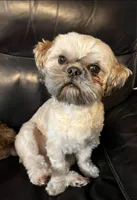 Patty, a female Bichon Frise and Shih Tzu for sale in New York Mills, MN – Photo 3 of 4