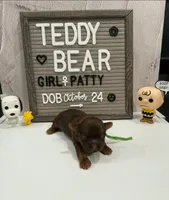 Patty, a female Bichon Frise and Shih Tzu for sale in New York Mills, MN – Photo 1 of 4