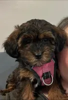 Patty, a female Bichon Frise and Shih Tzu for sale in New York Mills, MN – Photo 4 of 4